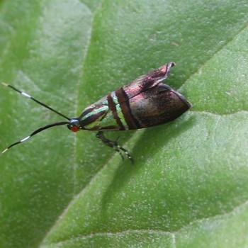 Saptha libanota