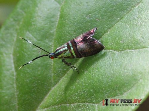 Saptha libanota