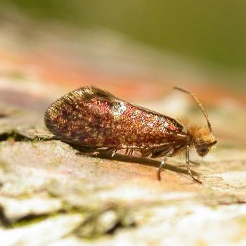 Eriocrania salopiella