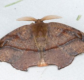 Amphitorna purpureofascia