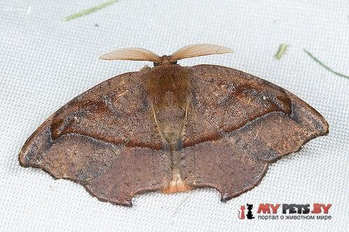 Amphitorna purpureofascia
