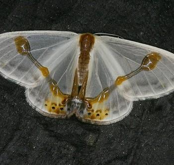 Macrocilix mysticata