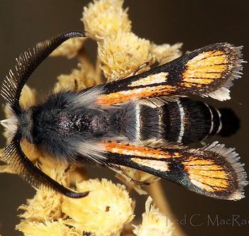 Euhagena nebraskae