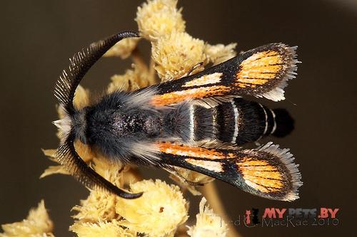 Euhagena nebraskae