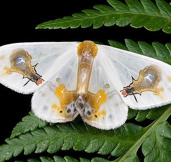 Macrocilix maia