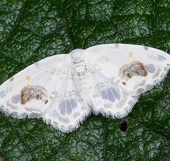Auzata minuta