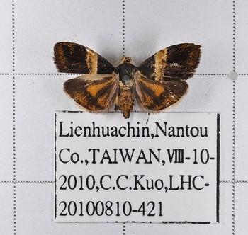 Choreutis basalis