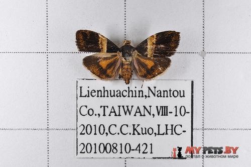 Choreutis basalis