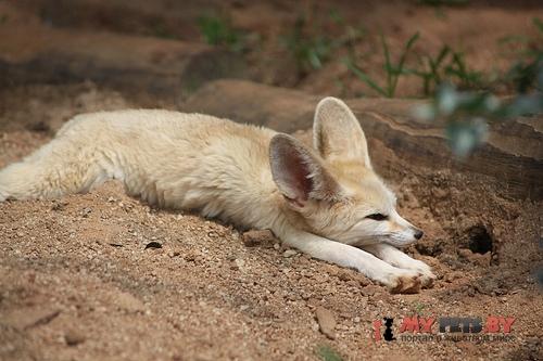 fennec