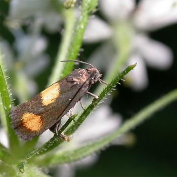 Phaulernis fulviguttella