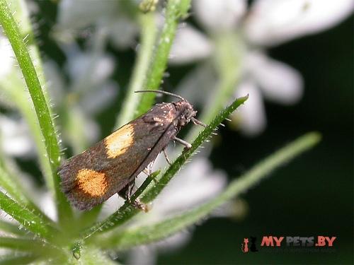 Phaulernis fulviguttella