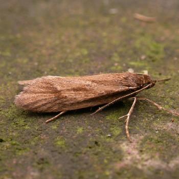 Diurnea lipsiella