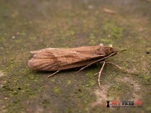 Diurnea lipsiella