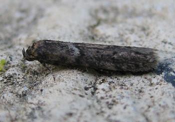 Blastobasis vittata