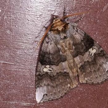 Tethea ampliata