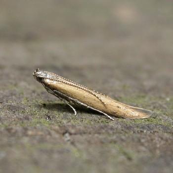 Batrachedra pinicolella