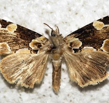 Thyatira mexicana