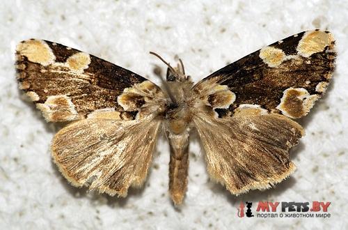 Thyatira mexicana