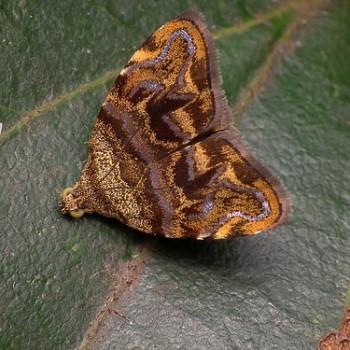 Choreutis metallica