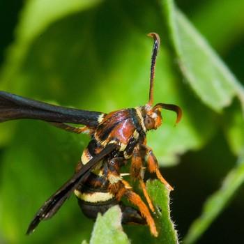 Paranthrene dollii