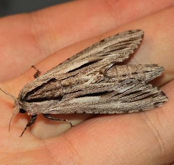 Xyleutes adusta