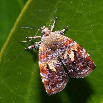 Choreutis emplecta