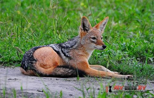 Black-backed jackal