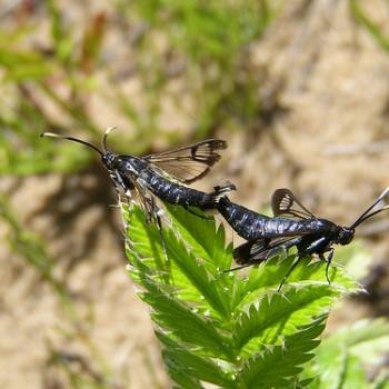 Synanthedon fatifera