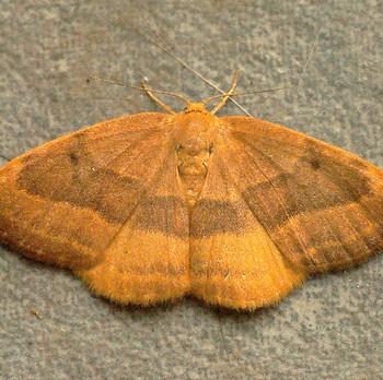Watsonalla cultraria