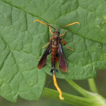 Alcathoe caudata