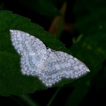 Zusidava serratilinea