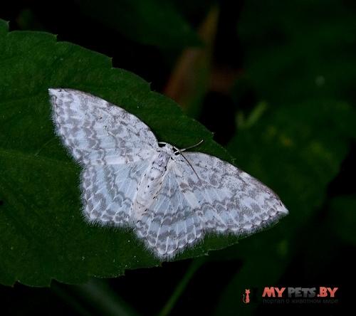 Zusidava serratilinea