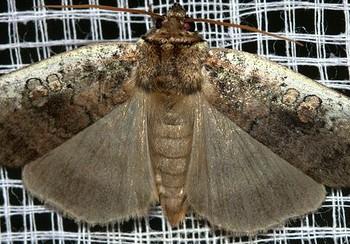 Tethea albicosta