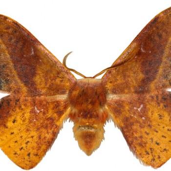 Oreta extensa