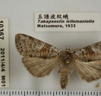 Takapsestis wilemaniella