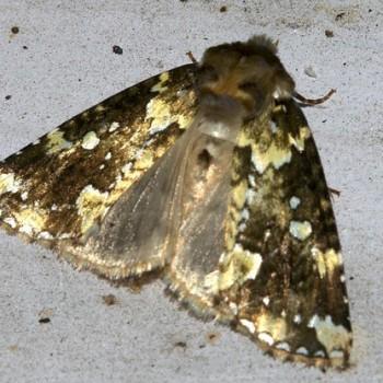Gaurena florens