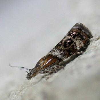 Tebenna micalis