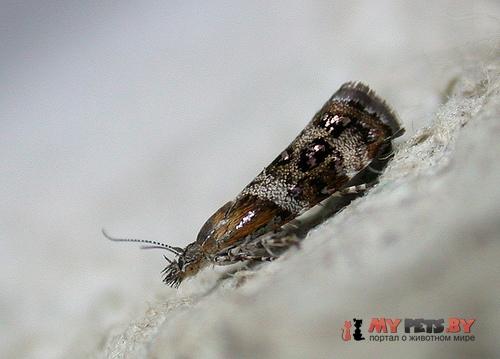 Tebenna micalis