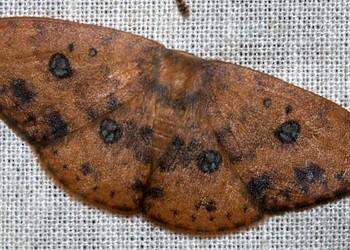 Agnidra discispilaria