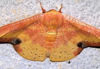 Oreta sanguinea