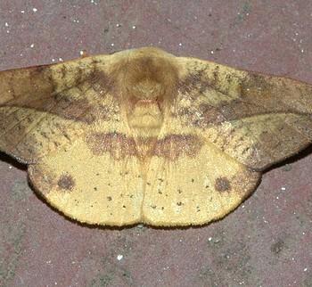 Oreta obtusa