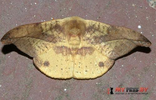 Oreta obtusa