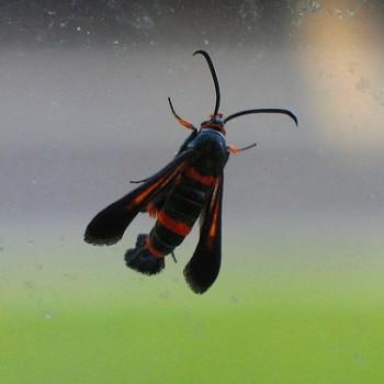 Synanthedon sapygaeformis