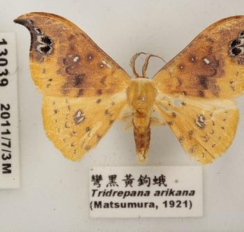Tridrepana arikana