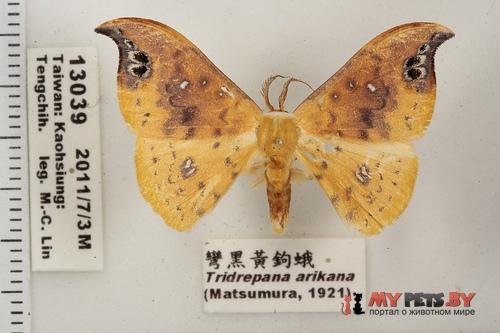 Tridrepana arikana