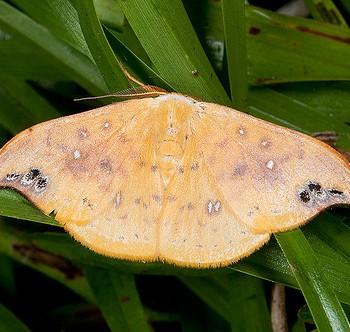 Tridrepana unispina