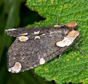Macrothyatira flavida