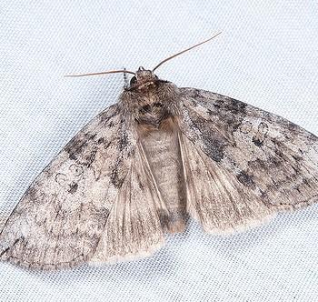 Tethea octogesima