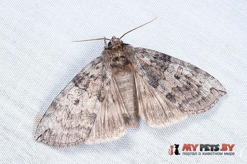 Tethea octogesima
