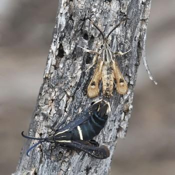 Hymenoclea palmii